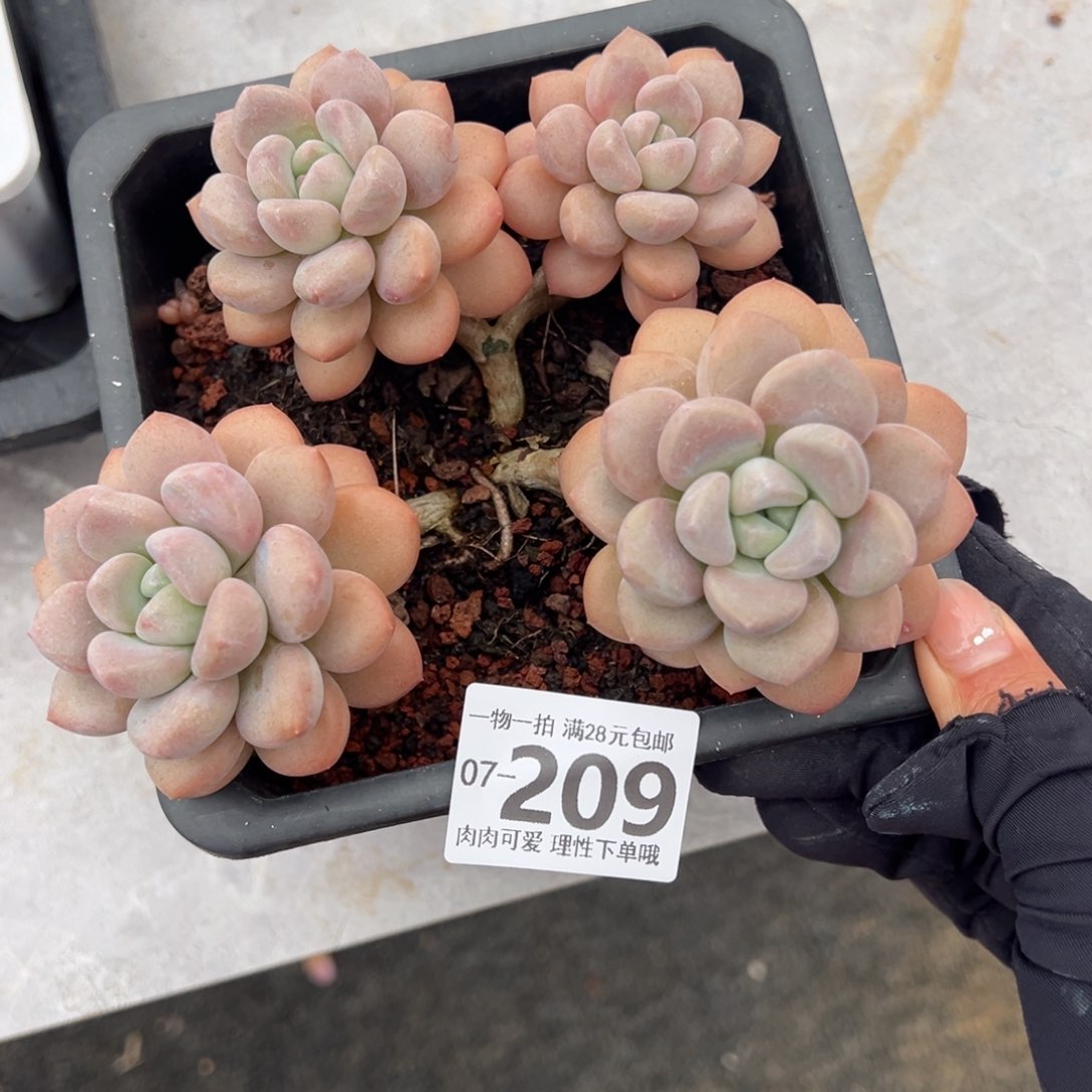 白鹭多肉多肉多肉多肉