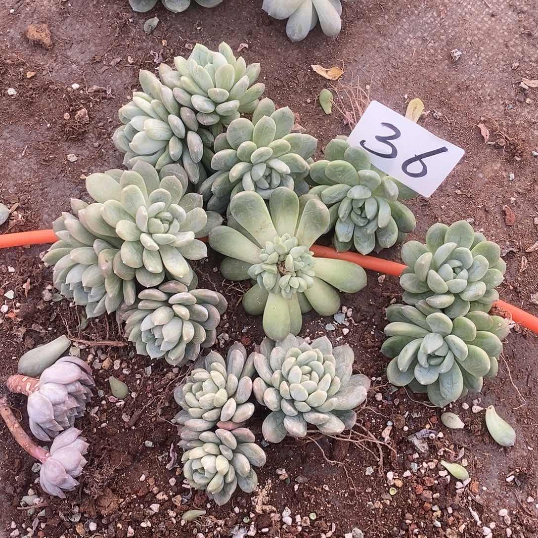 一堆百搭翡翠多肉36