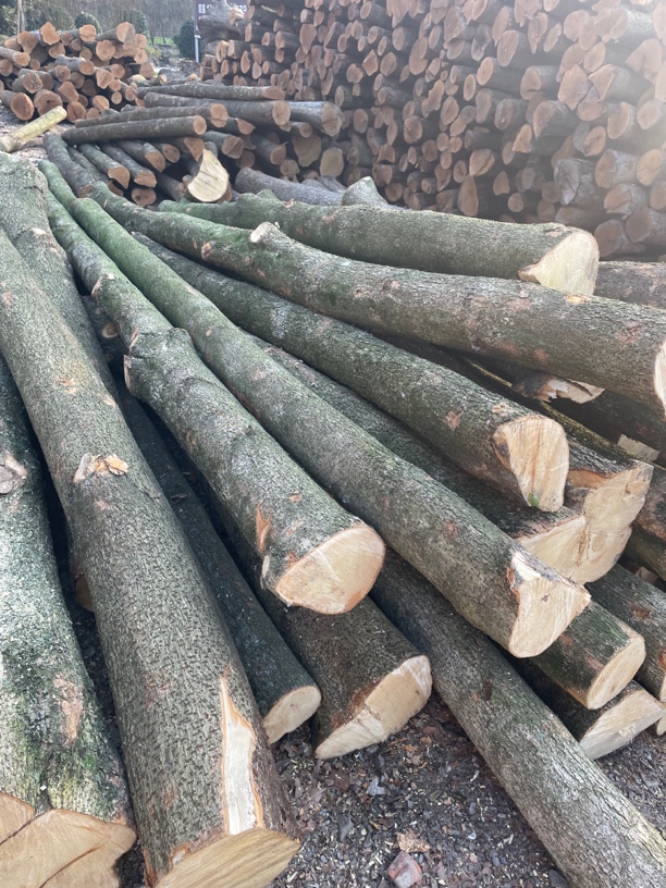 正宗四川小叶桢楠金丝楠木