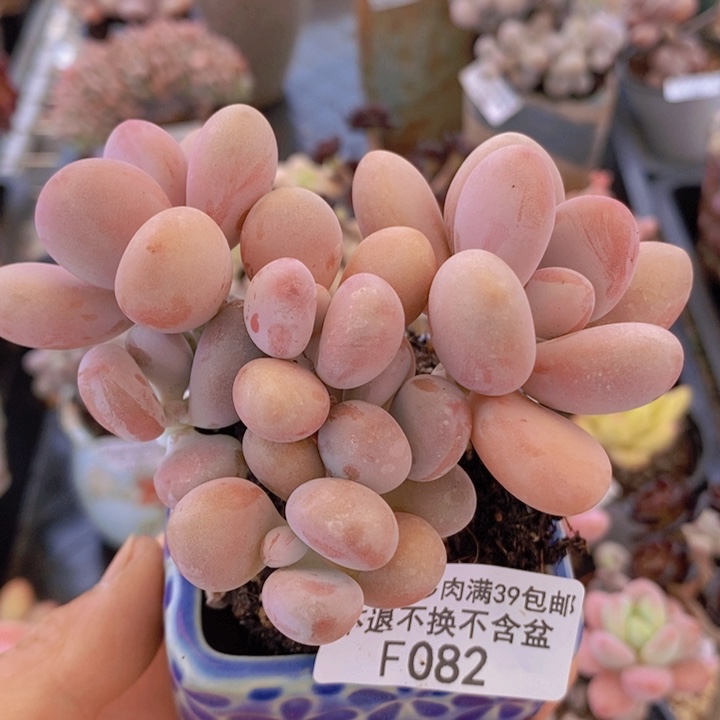 桃蛋老桩9cm082多肉植物