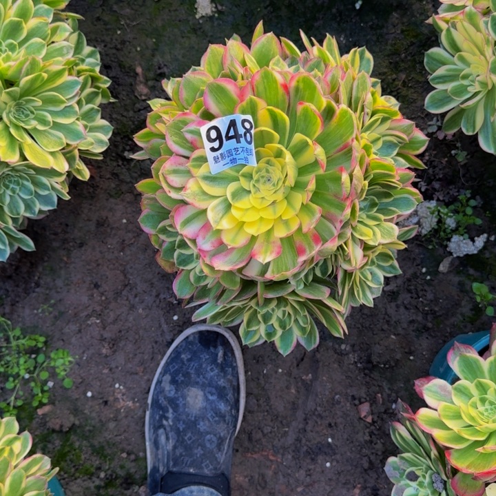 海王花27+12包邮花花