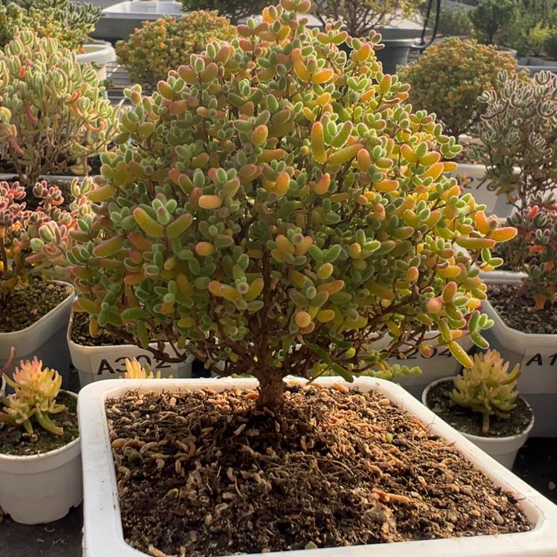 A362蜜桔圣诞树一物一拍