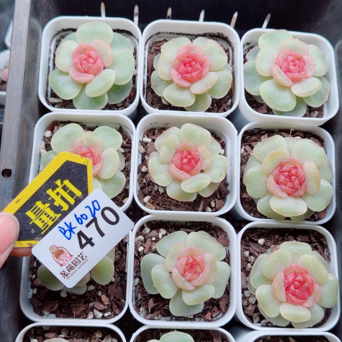 多肉植物多肉植物