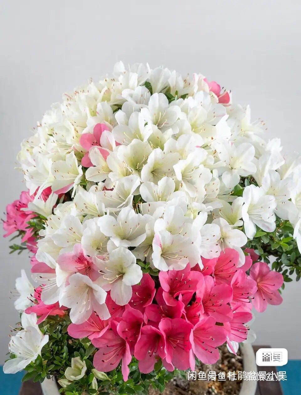 明美之月杜鹃盆栽耐寒耐热四季开花一树多色好养活