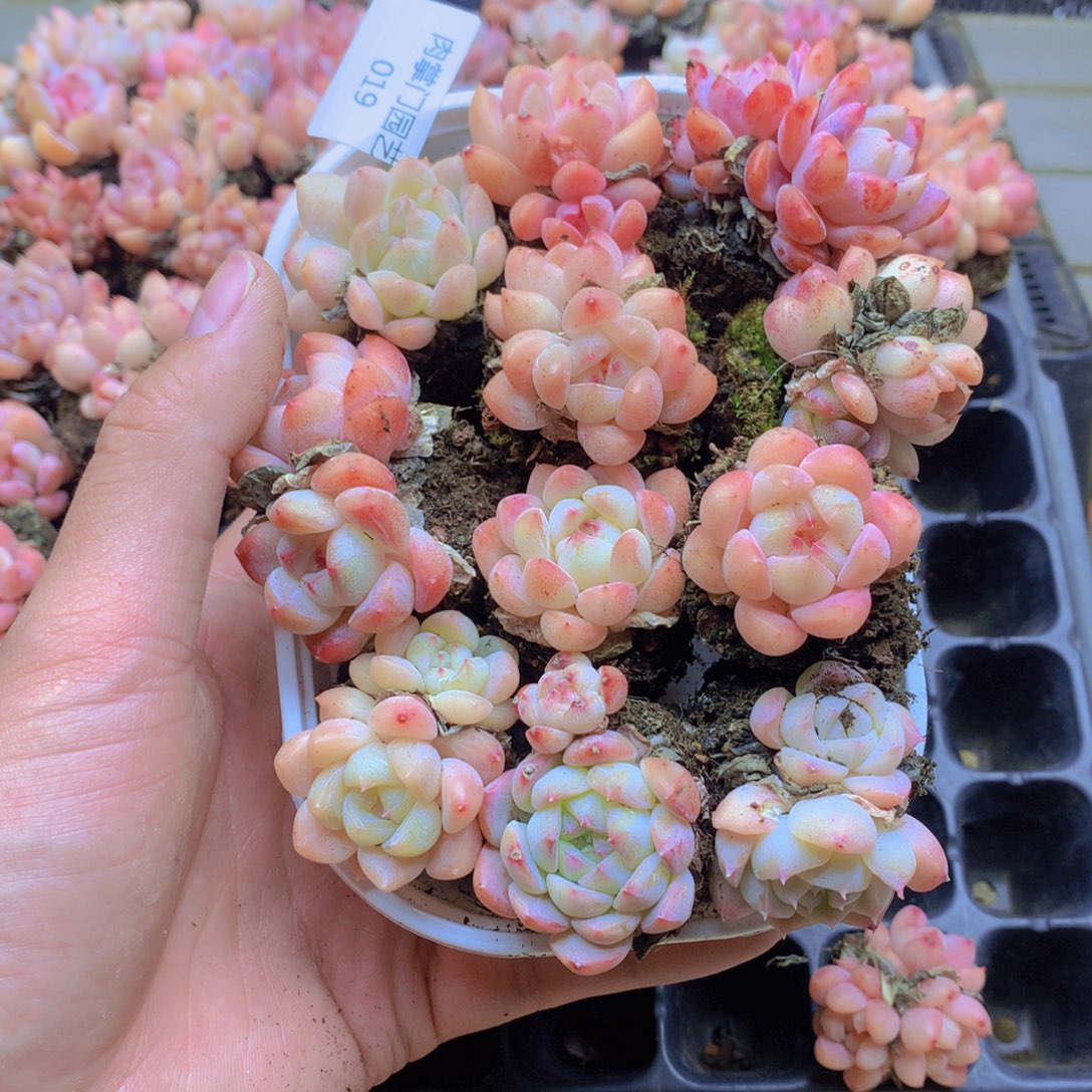 我要去看你了啊019