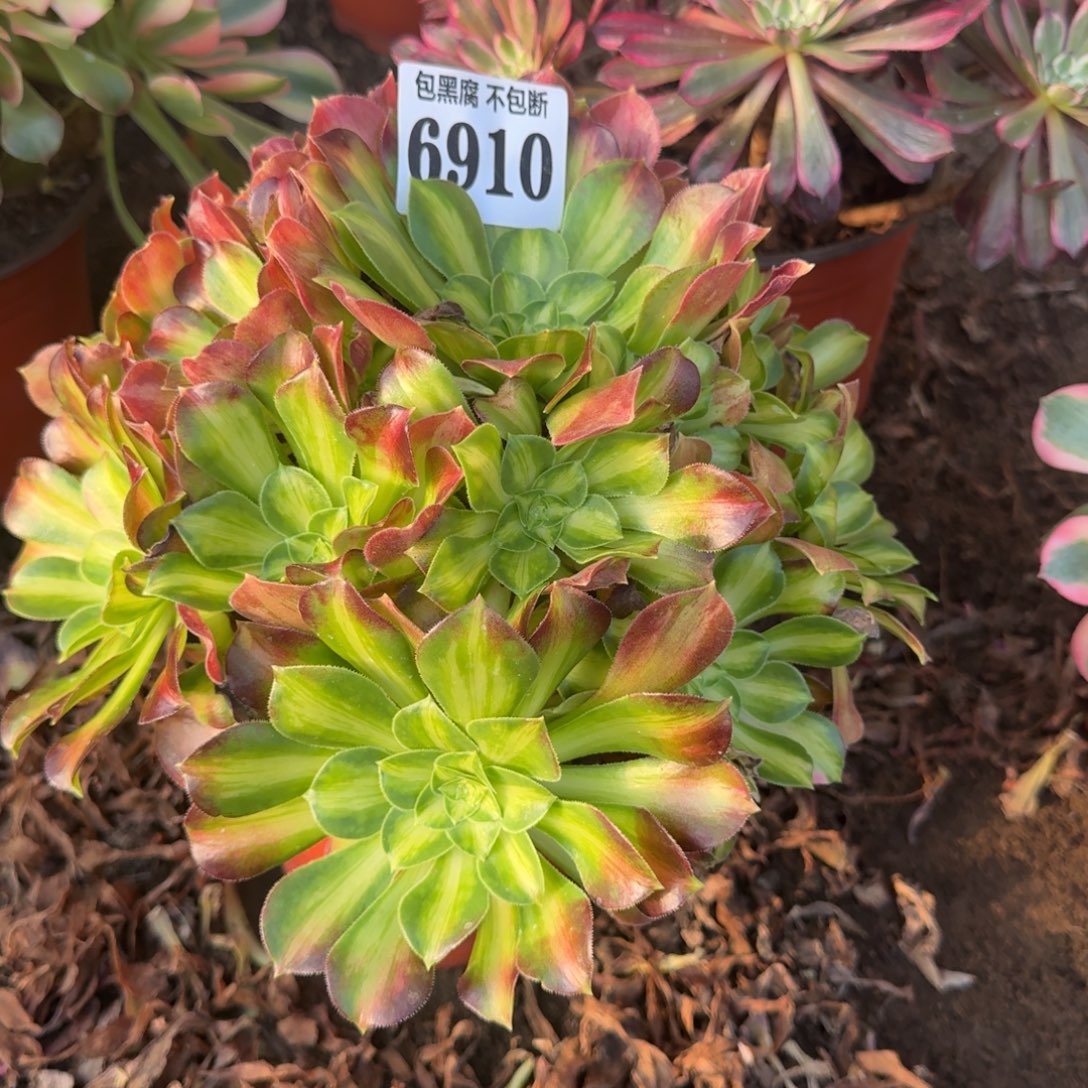 法师韶华 6910 19-17