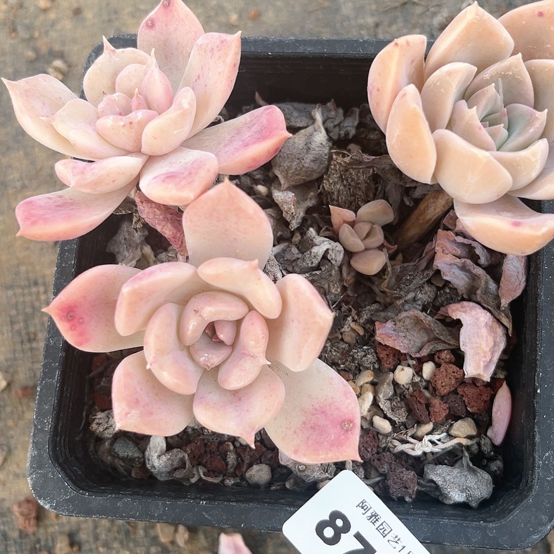 阿雅园艺。          871