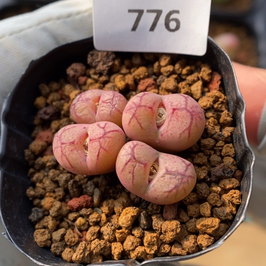 多肉植物肉锥杂交K-776