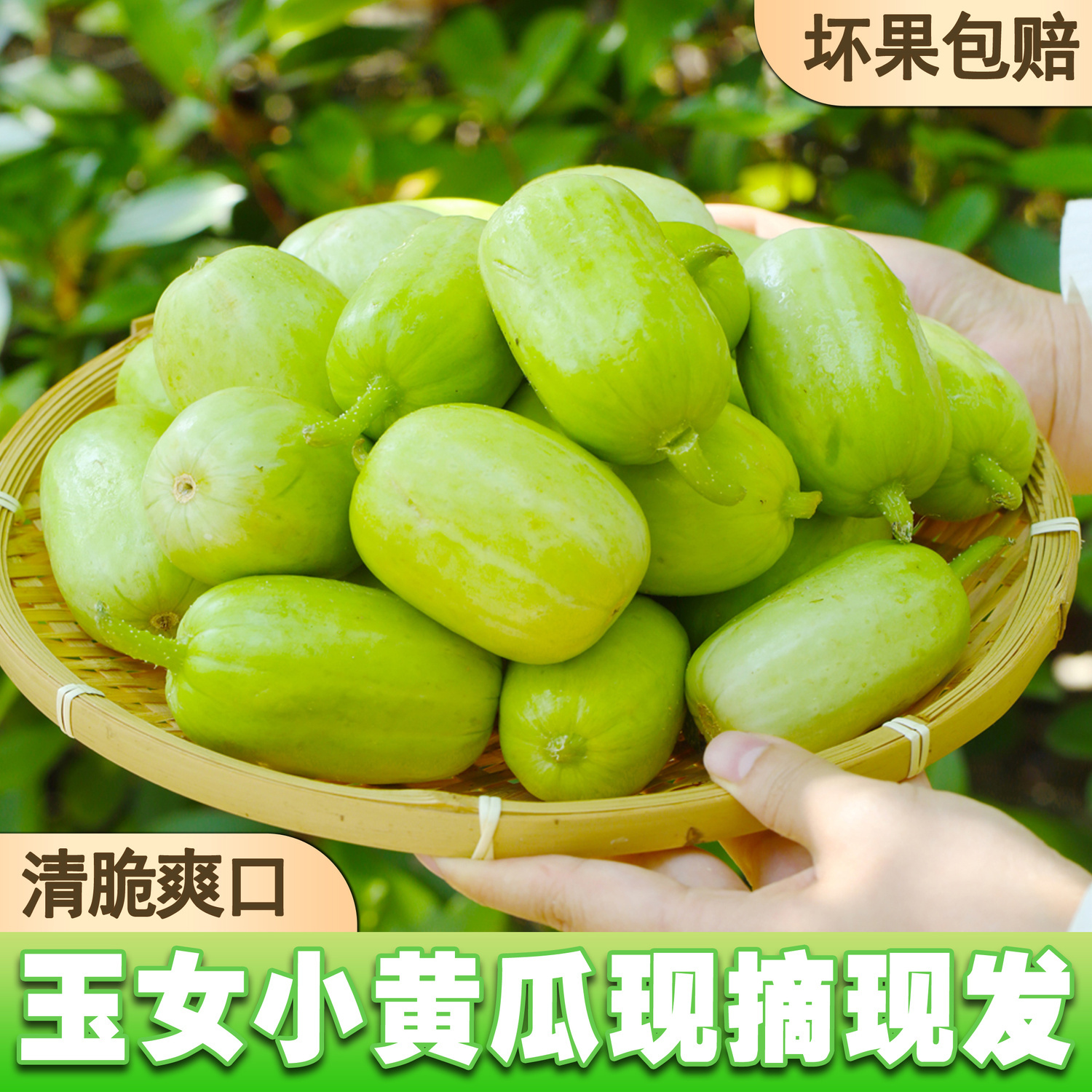 东北海城玉女水果黄瓜新鲜生吃小黄瓜脆嫩清甜爽口奶油小黄瓜