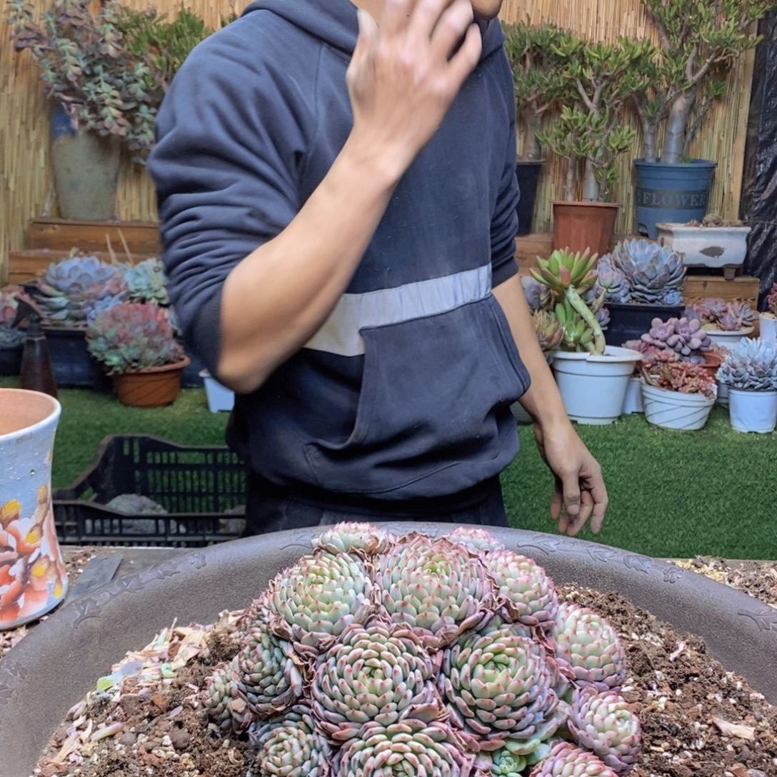 快***咪C90 号白胖子多肉