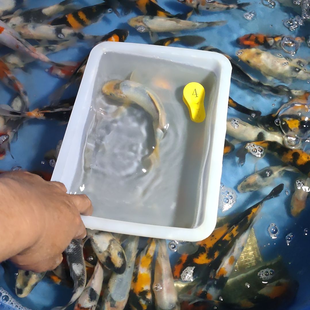 海水鱼红白大正昭和菲血白写