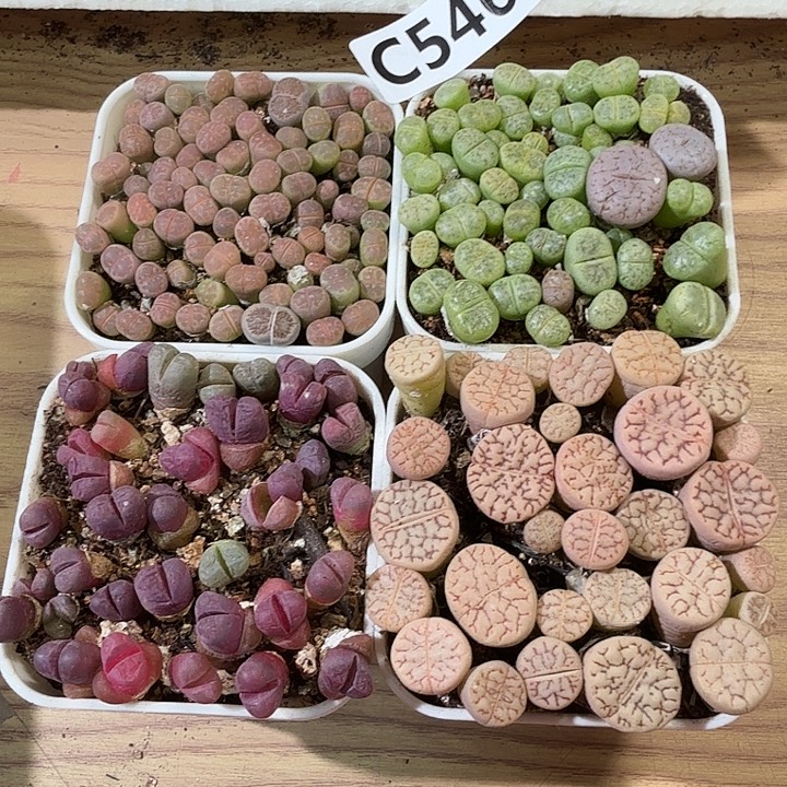 生546石花整框脱土发货伤疤不售后