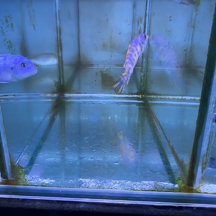 匿***友慈鲷鱼259号111111