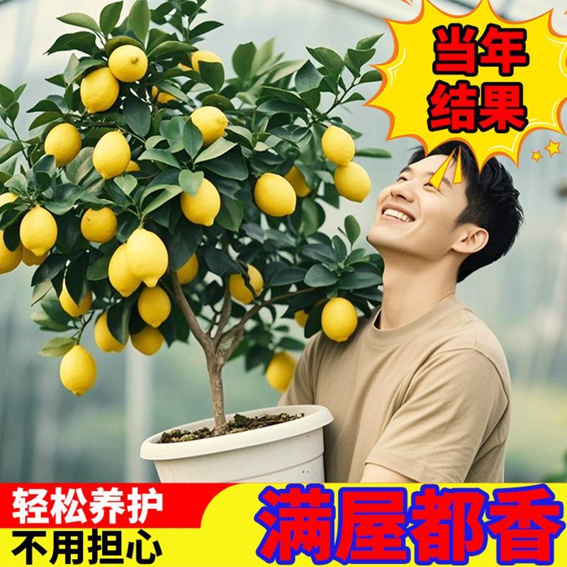 可食用香水柠檬树北南方阳台种植四季好养盆栽室内绿植好养易活