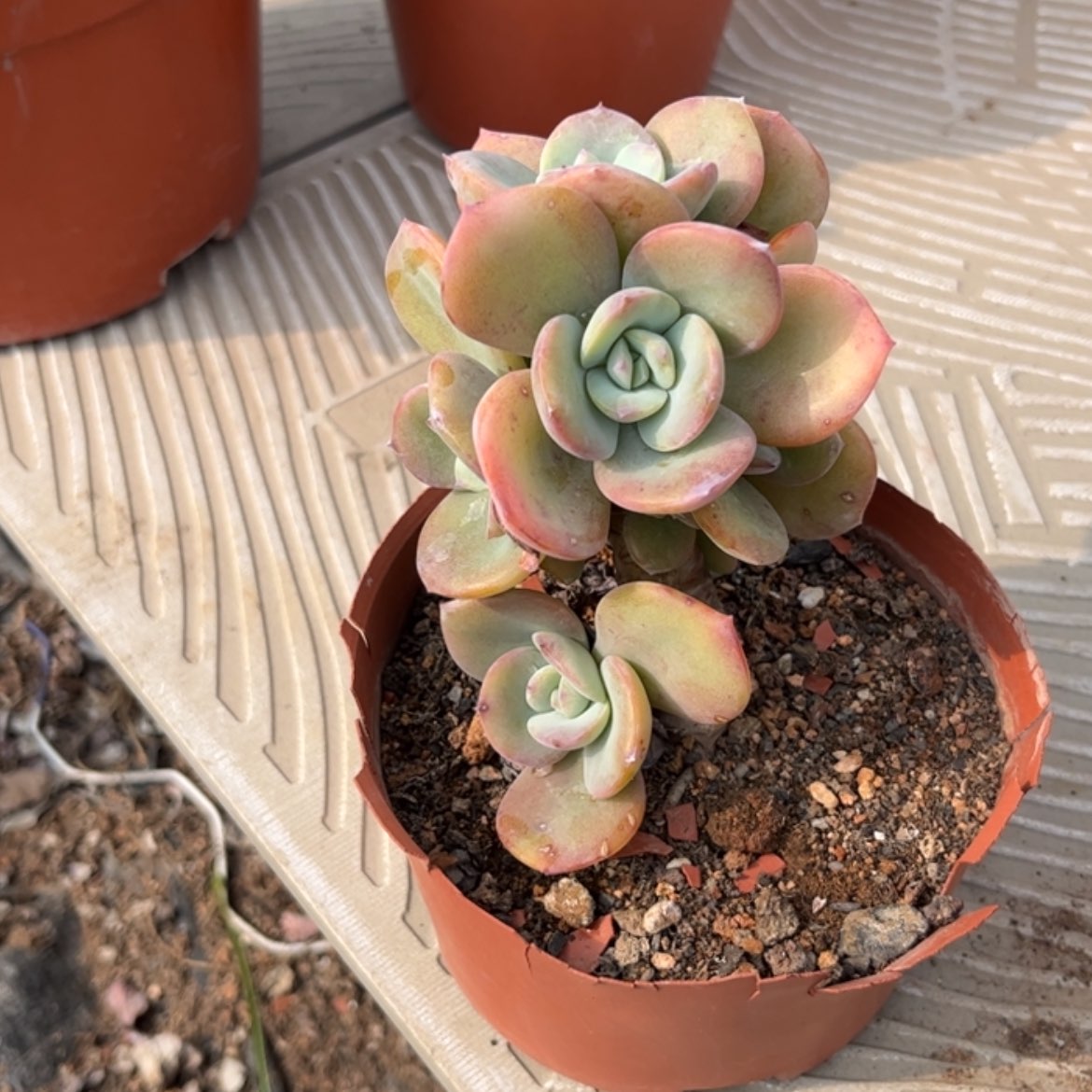 【闪购商品】无花朵一*