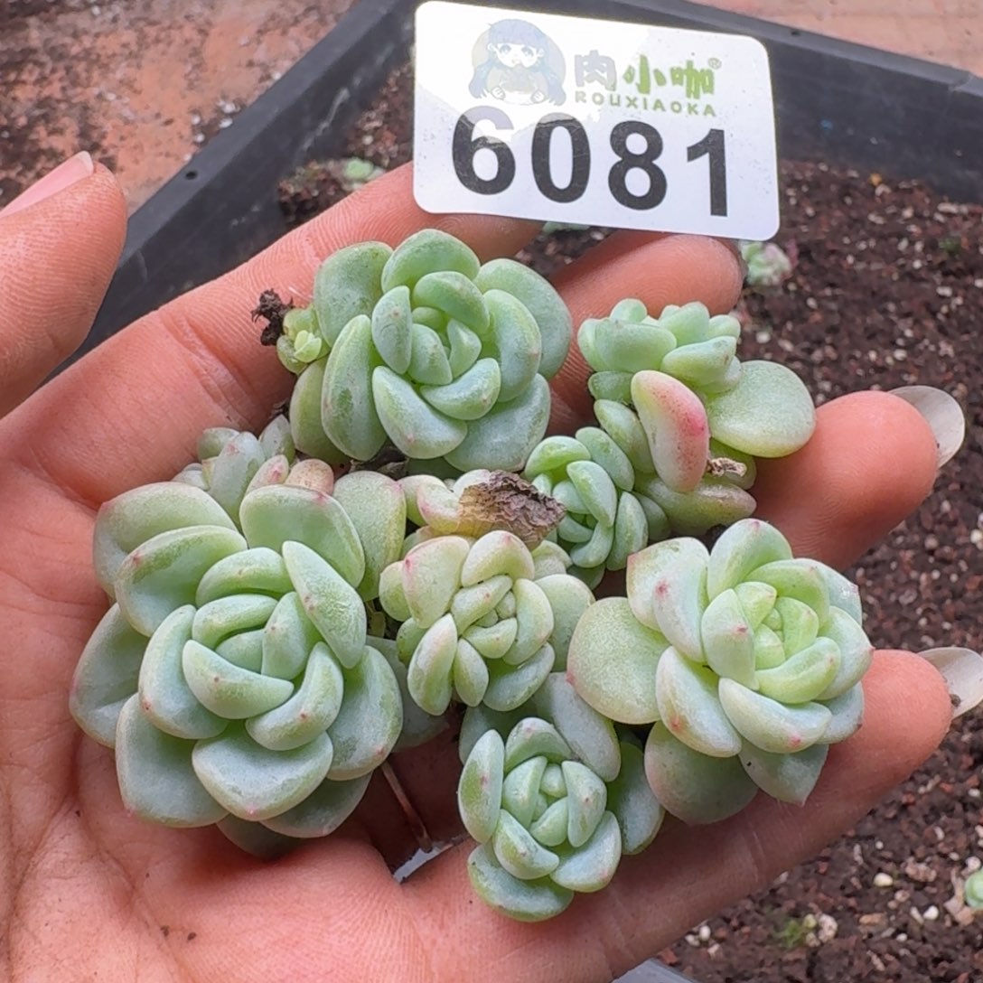 多肉植物多肉植物