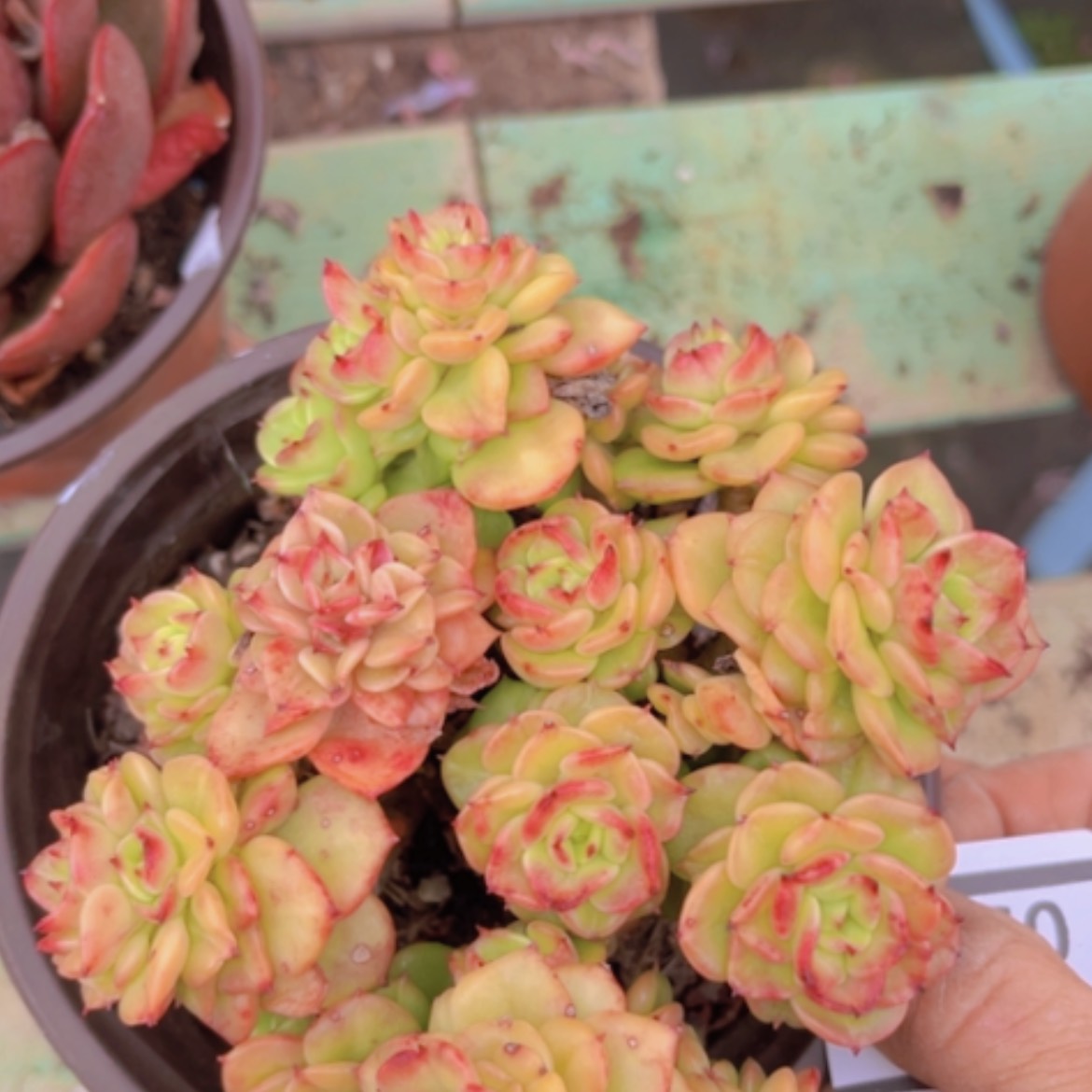 【闪购商品】蜡牡丹0599