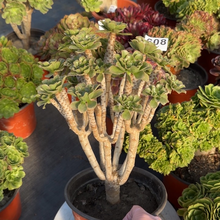 多肉植物绿法师608