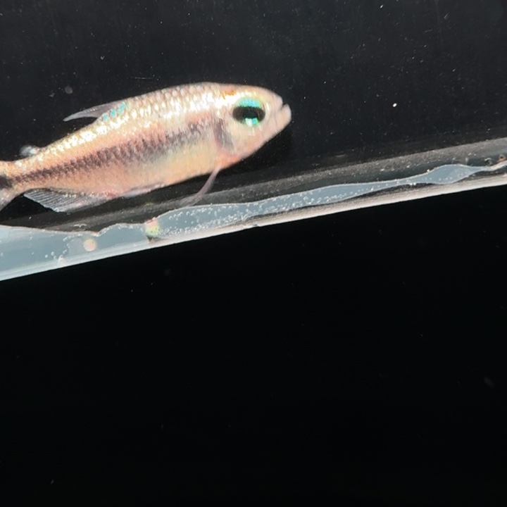 灯科鱼左上缸-15 白金幻彩蓝魔3cm左右 1条