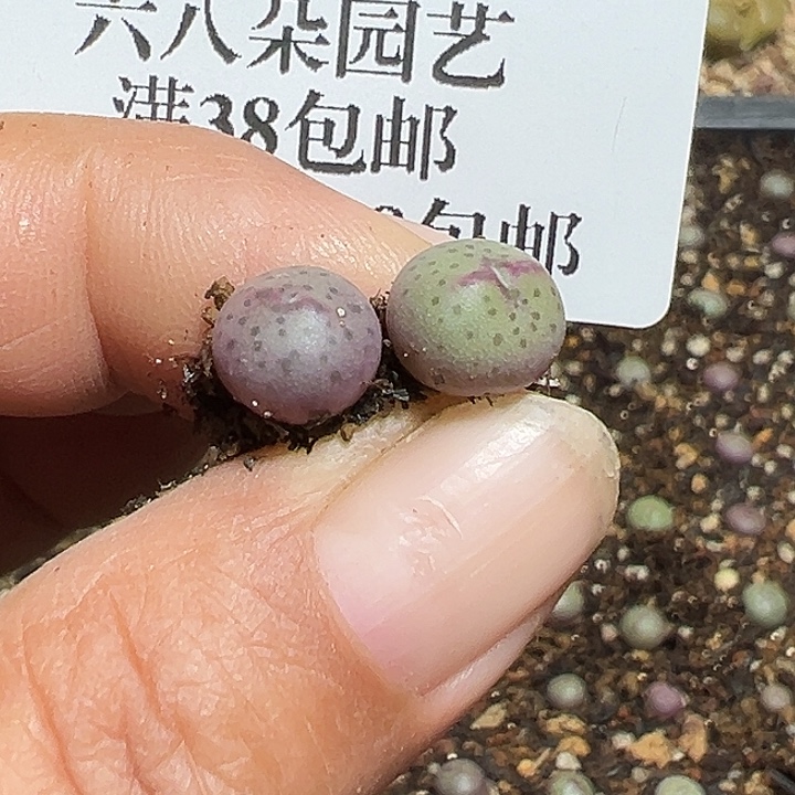 王***的773号比卡丘2个多肉 植物