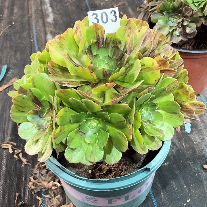 花月夜303   冠幅24