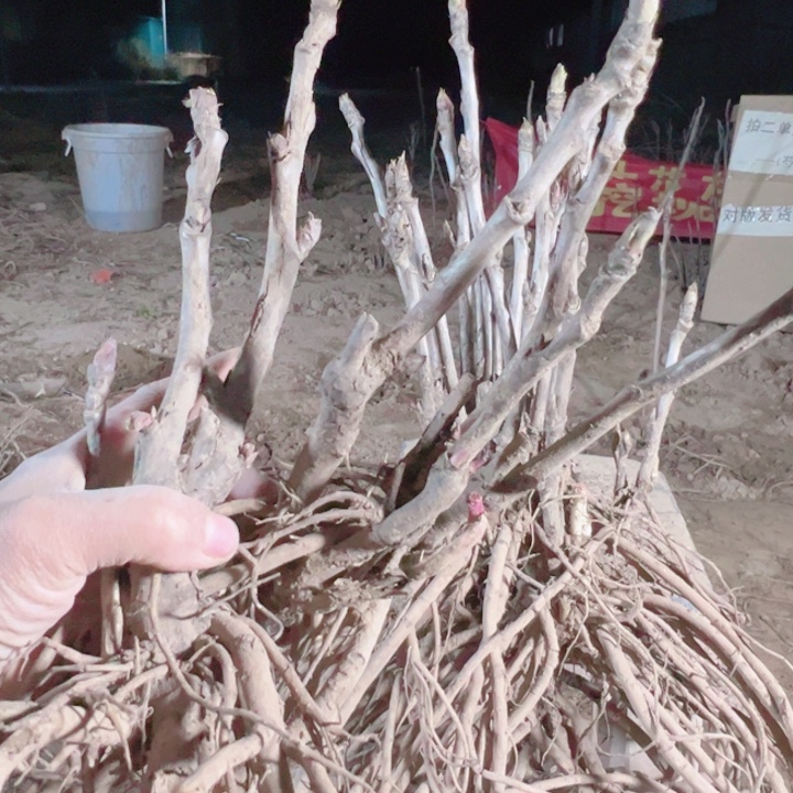 当前无花栽培后可以开花魏紫，花二乔