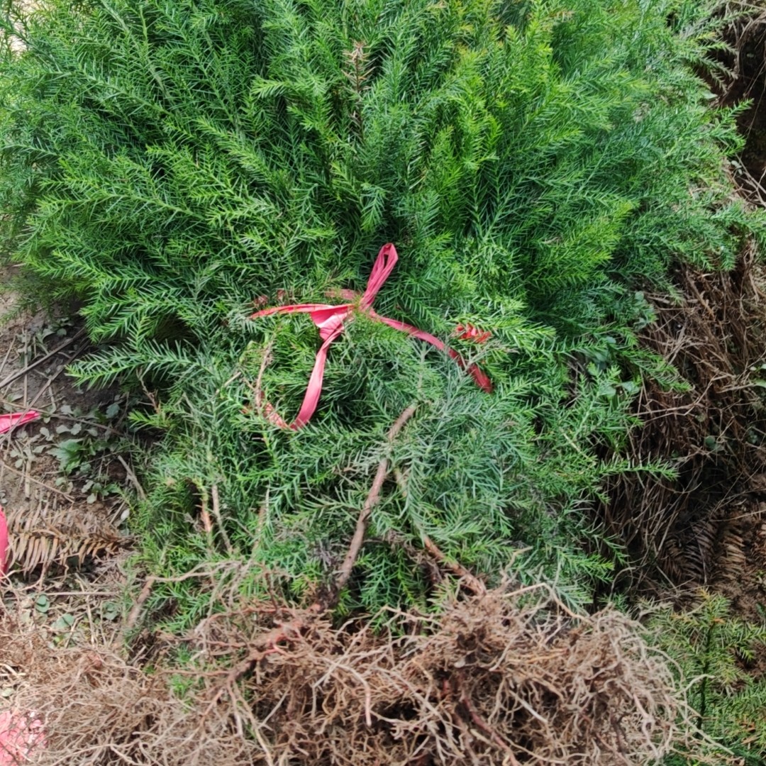 柳杉苗，四季常青树种