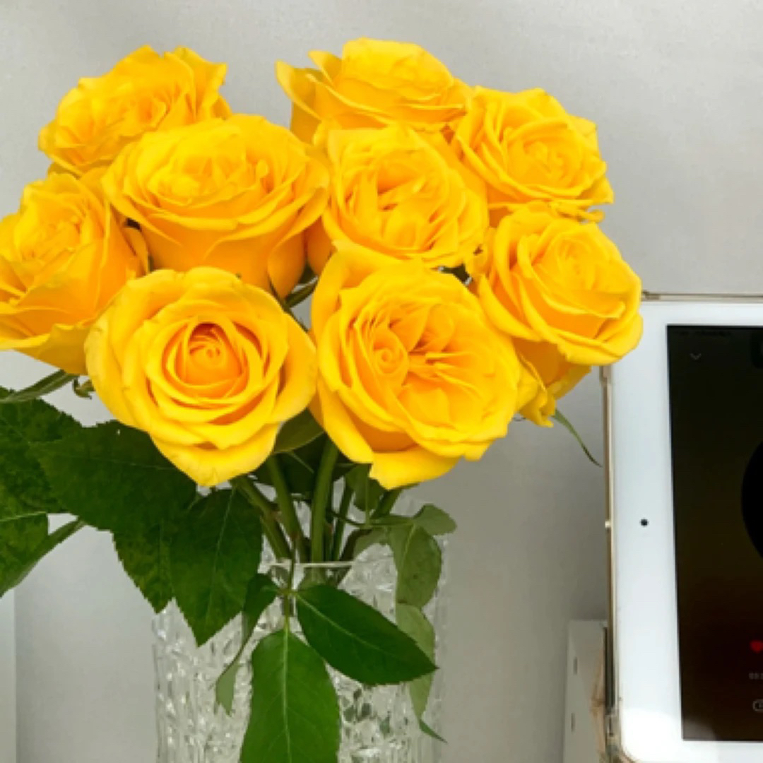 金枝玉叶玫瑰云南昆明鲜花直发一扎10支