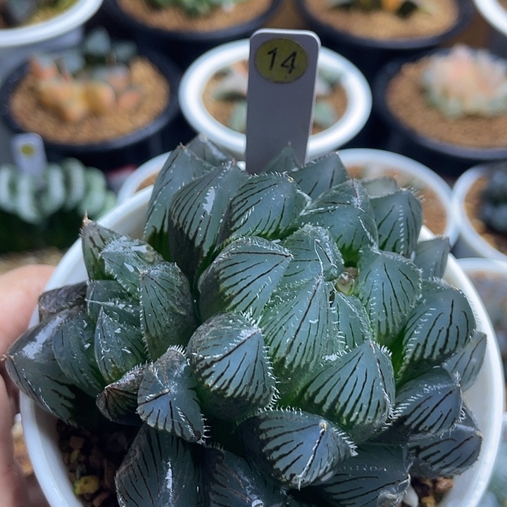 14蓝镜实生玉露多肉植物花