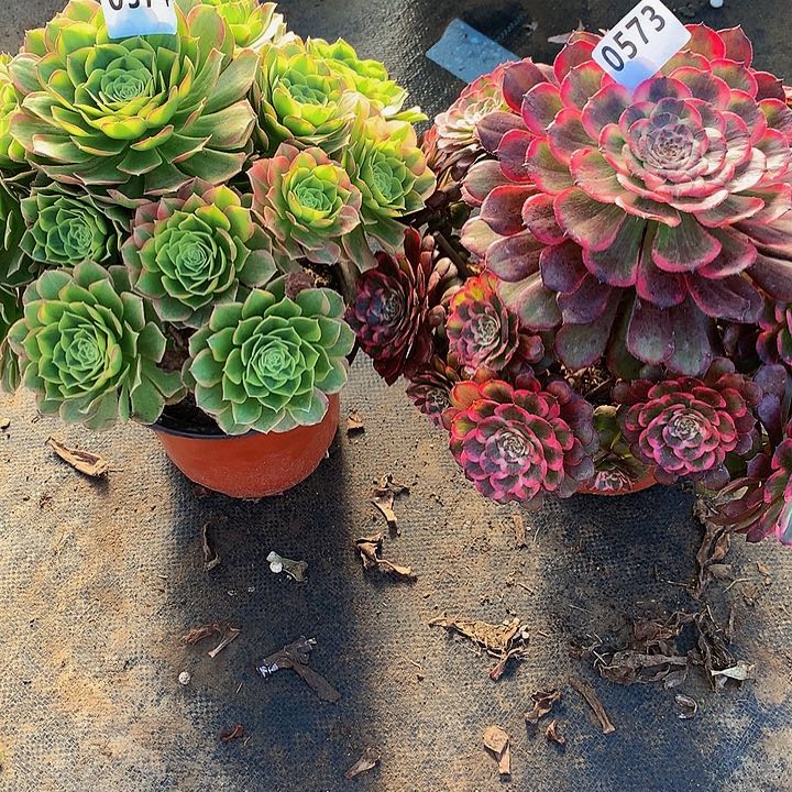 (****?多肉奶白锦574黑金刚573