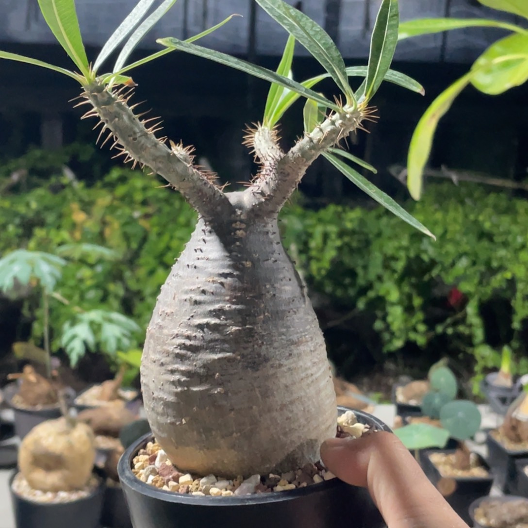 块根，象牙宫一物一拍