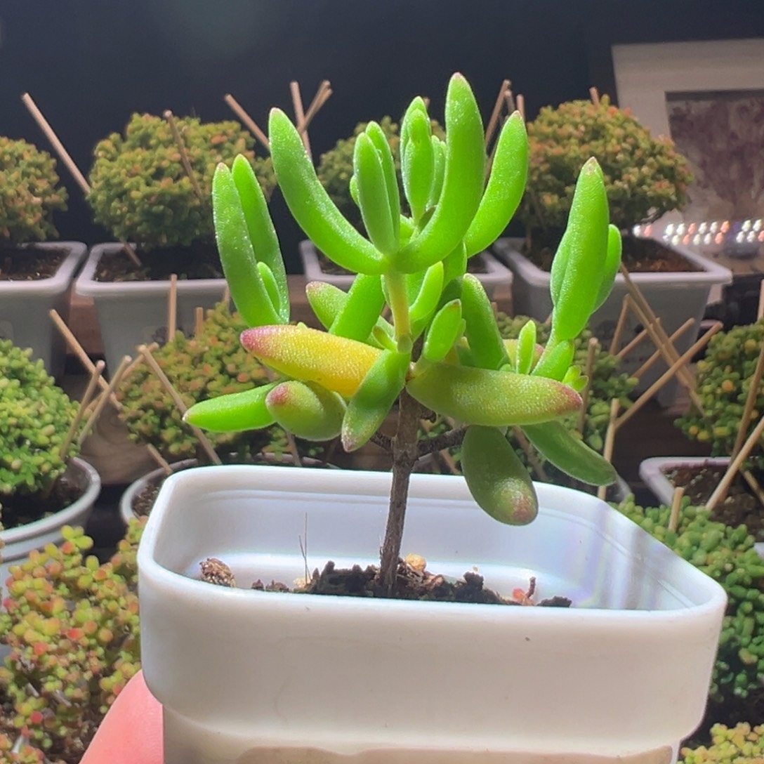 710香蕉一物一拍带盆土发货