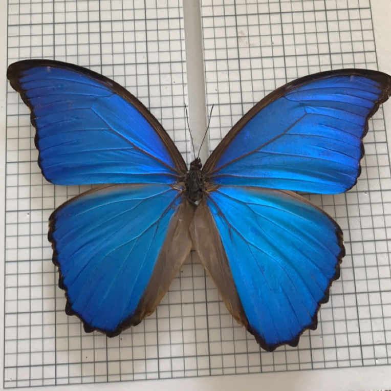 尖翅蓝闪蝶标本艺术相框可作家居装饰画送对象生日礼物