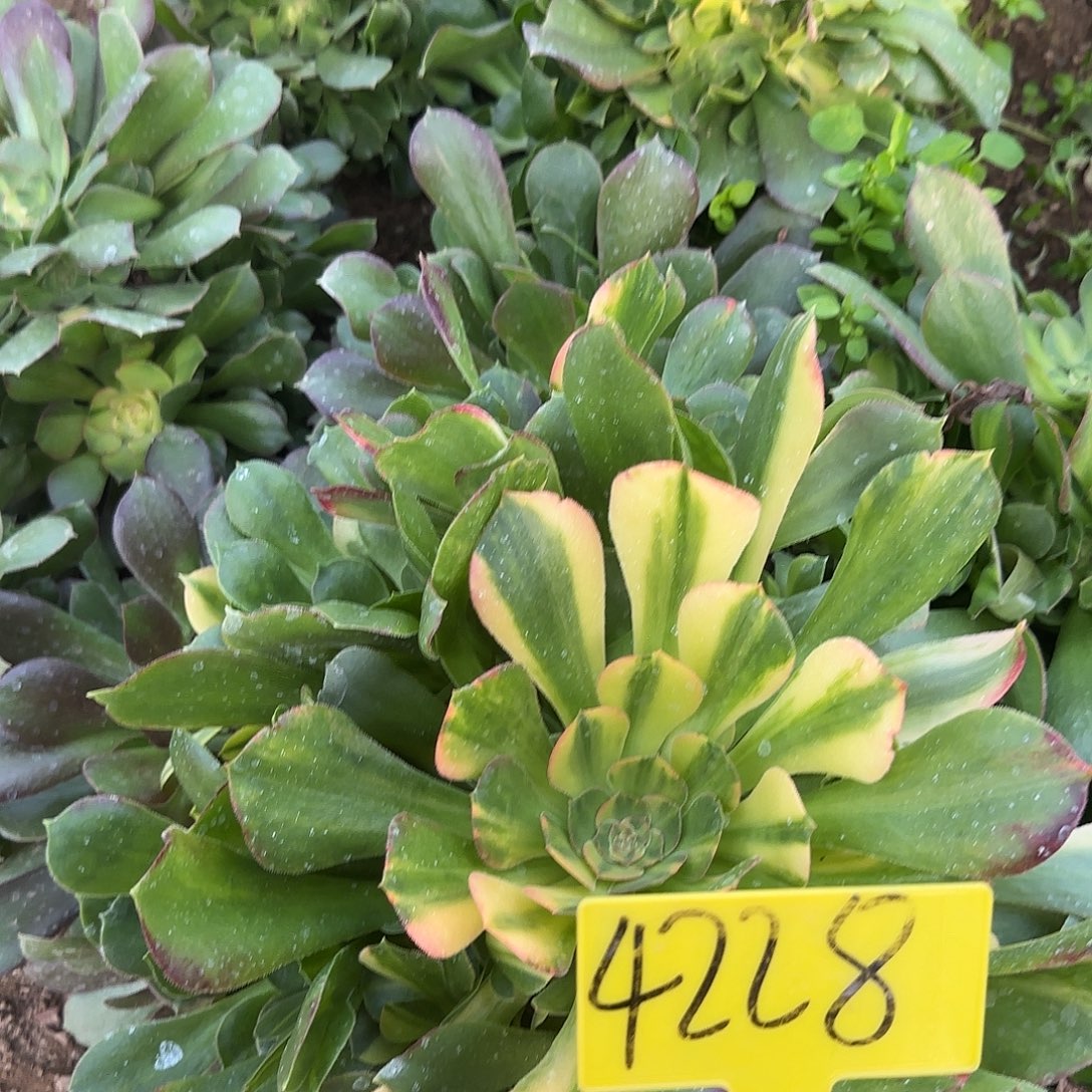 4228-++七彩邵修七彩多头