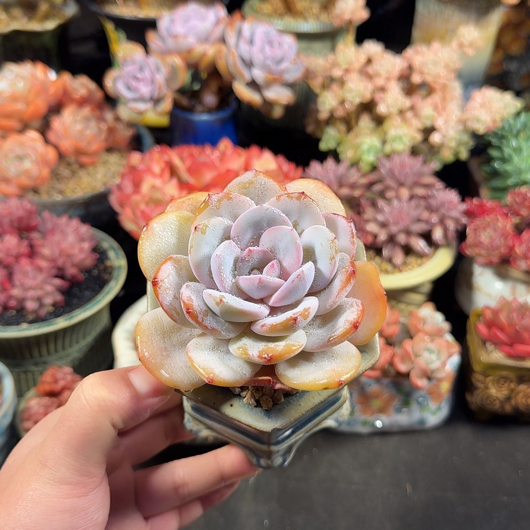 奶茶10cm带盆土发货