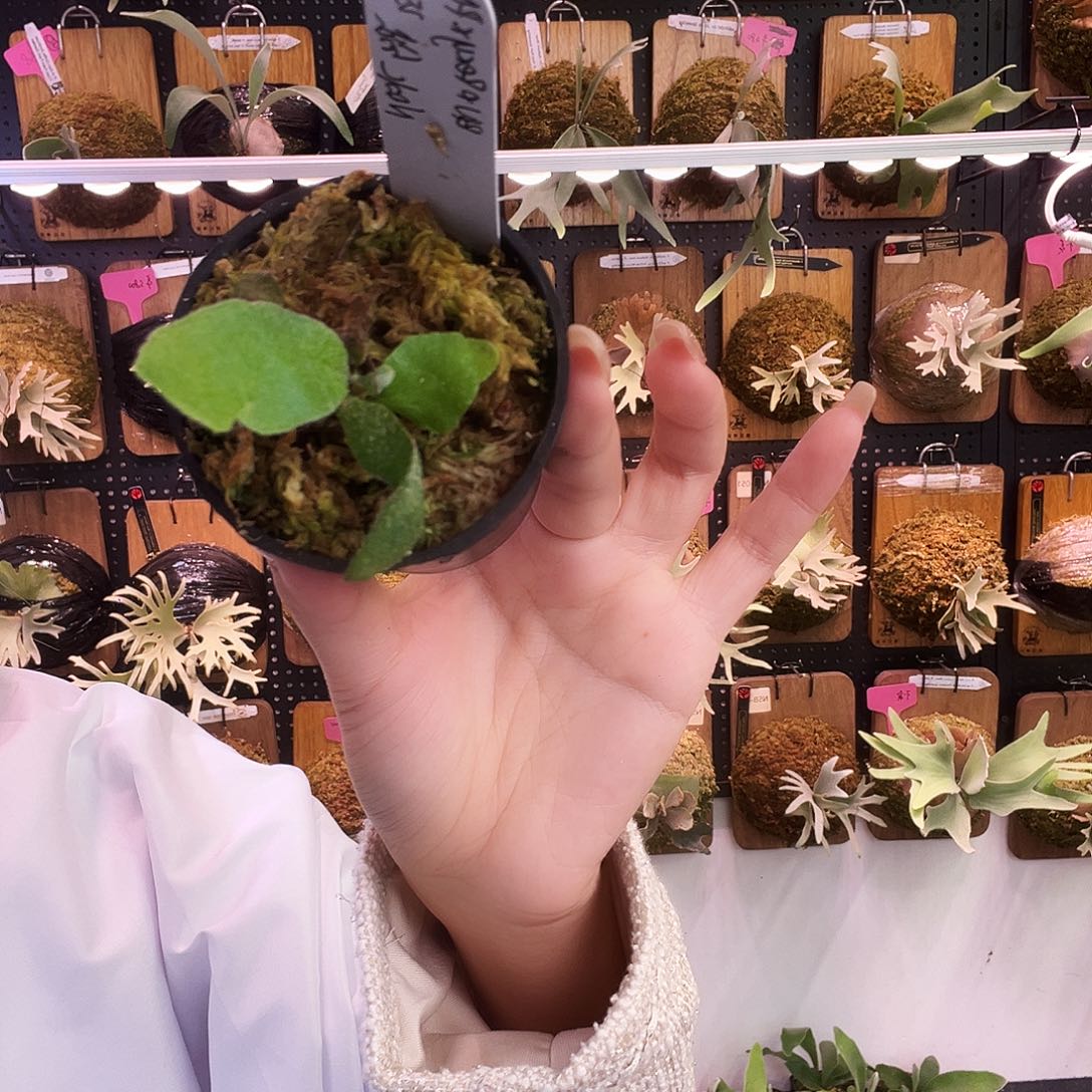 nook 蓝指甲 rexy 河月 无原牌