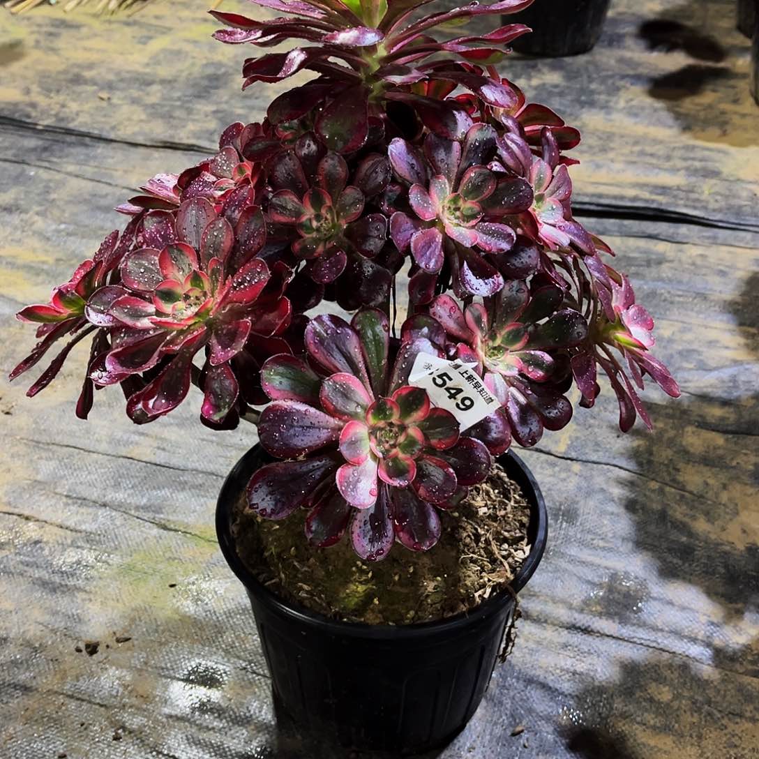 恋****英多肉549丽娜法师