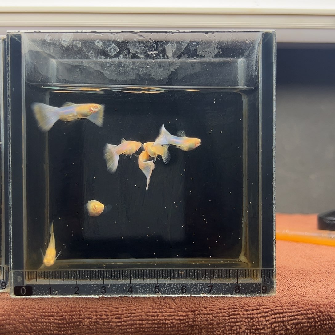 孔雀鱼极光孔雀鱼三对