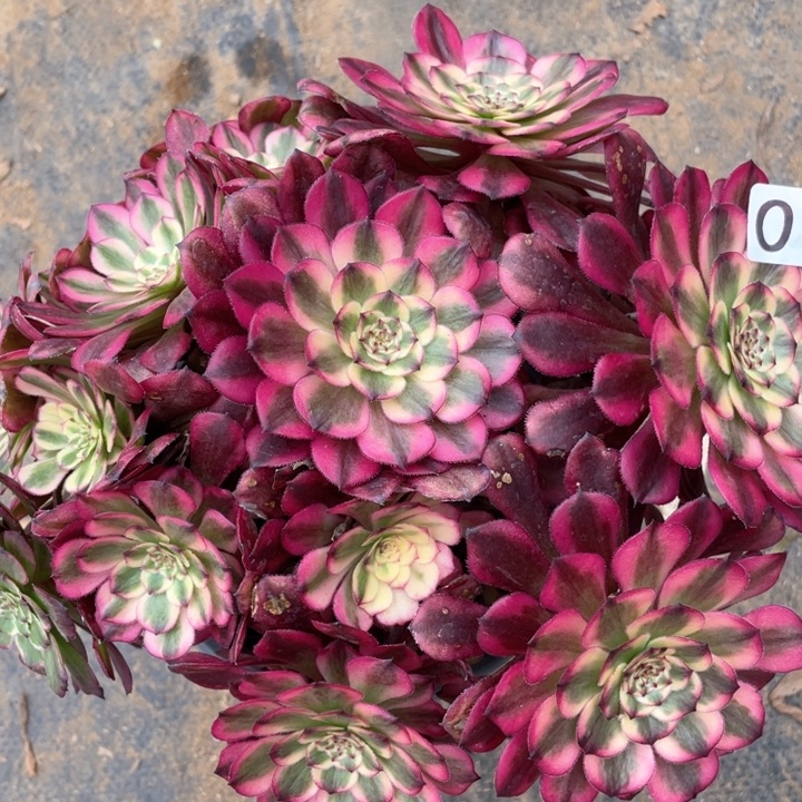 019多肉植物月蝉