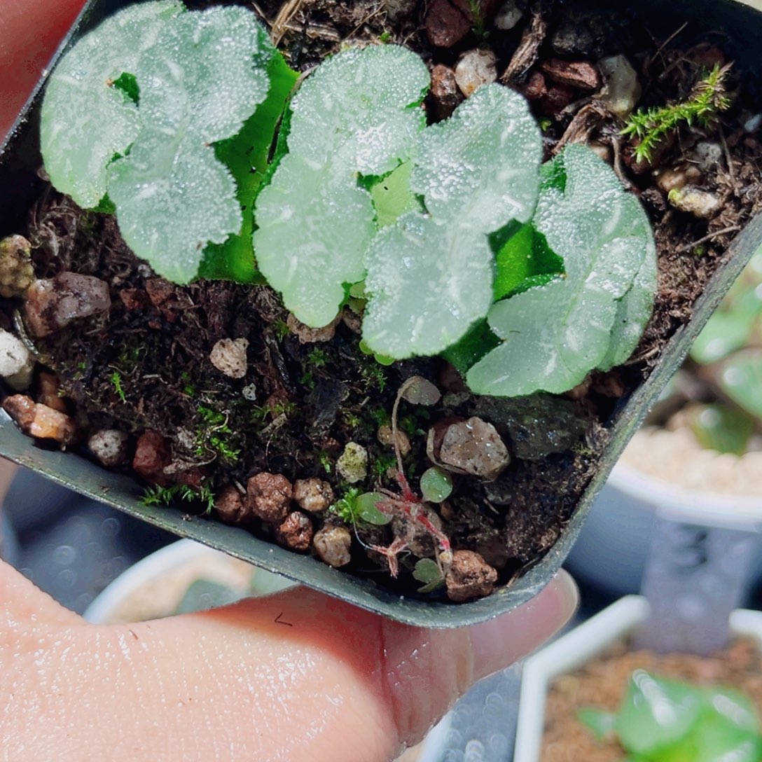 猛犸玉扇多肉植物66666