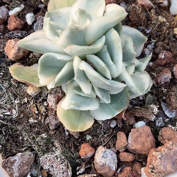 多肉植物紫蝴蝶锦879
