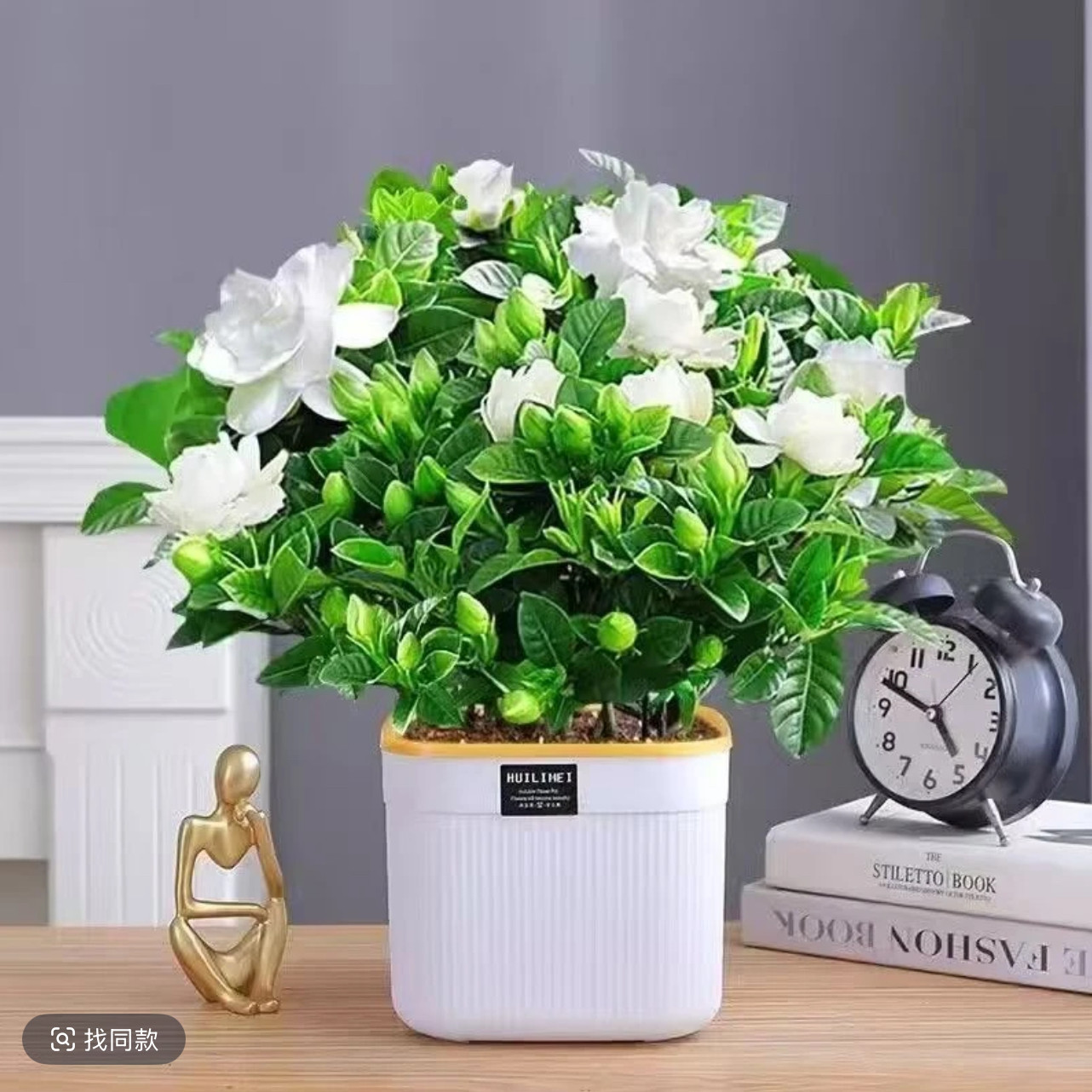 230带花苞大叶重瓣栀子花盆栽花卉绿植植物室内四季开花水培浓香