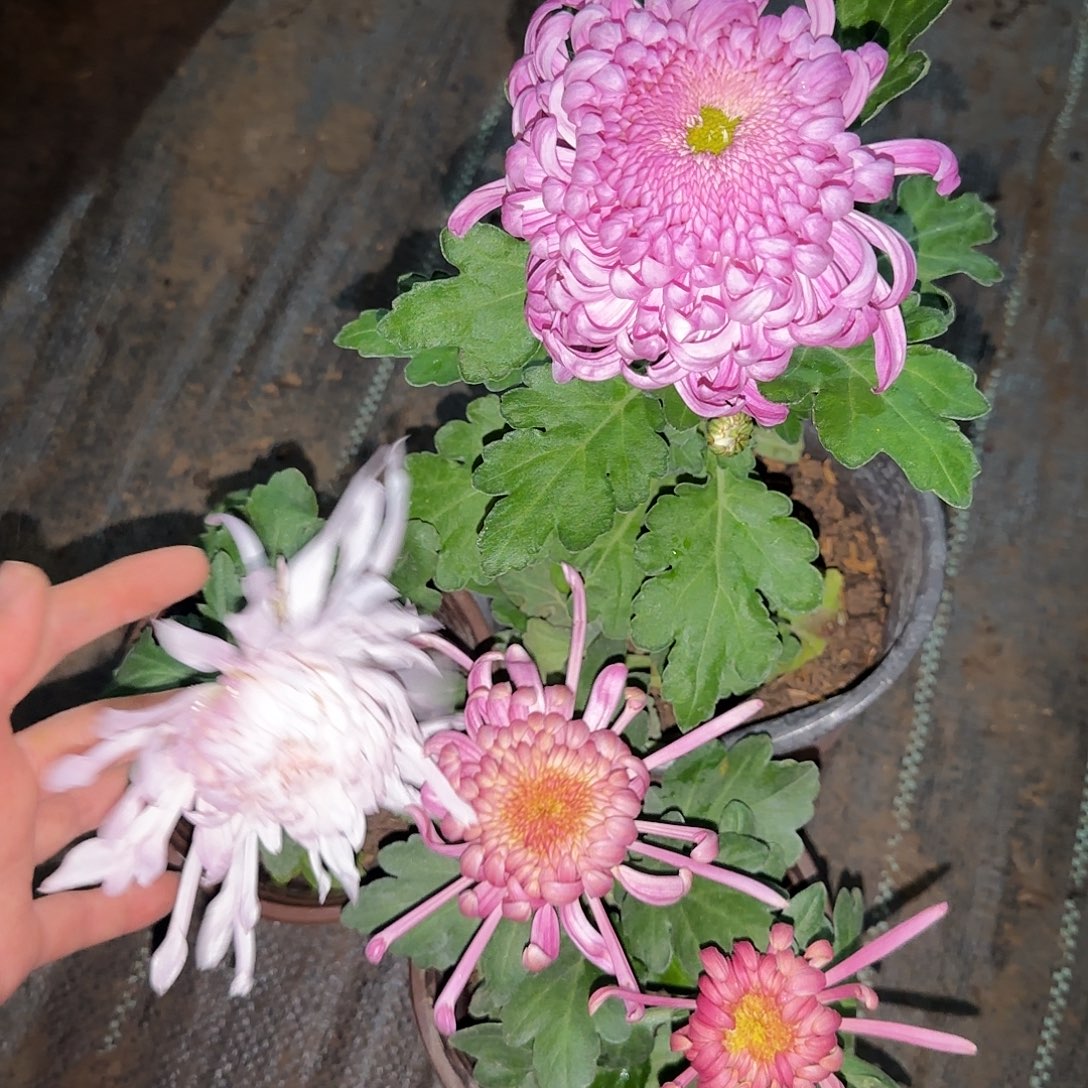 全部花朵P333333333