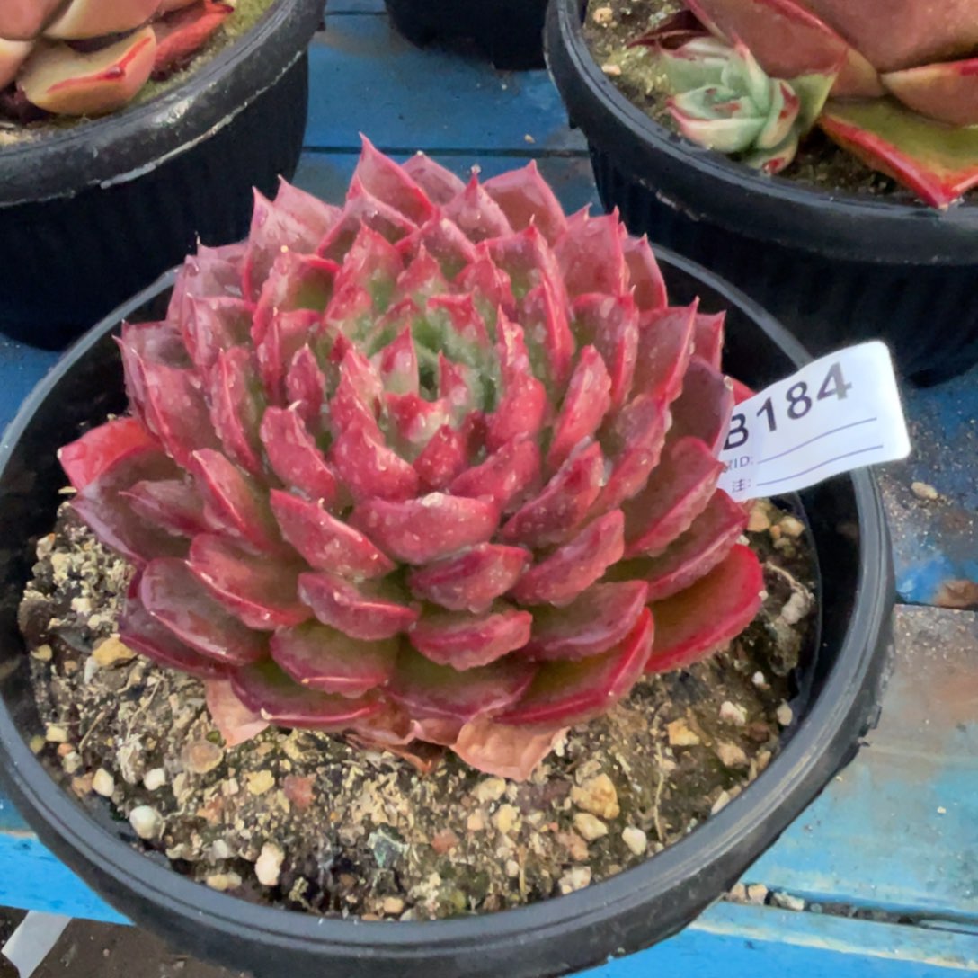 无花朵若如东云单拍B184