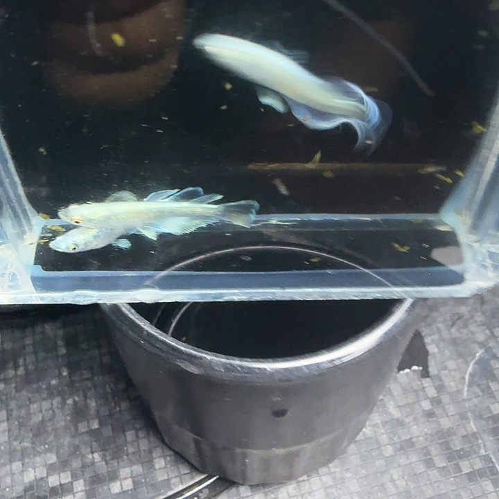 青鳉24号拍品宽鳍玛丽亚3条