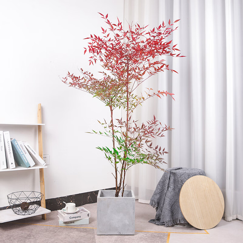 火焰南天竹精品老桩耐寒耐热室内外庭院造景好养绿植盆栽