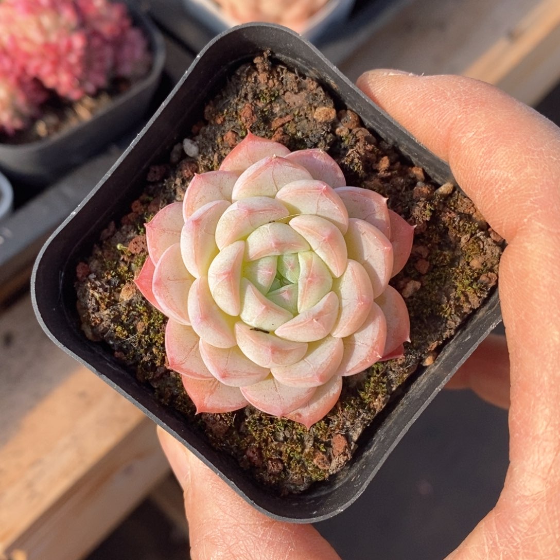 精品多肉一物一拍不包整38