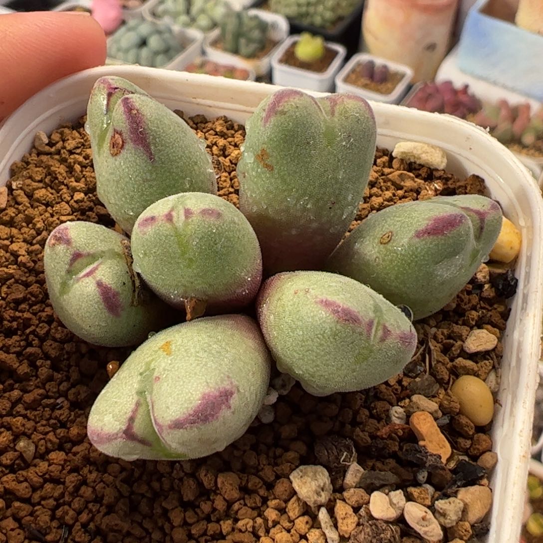 852多肉植物百科