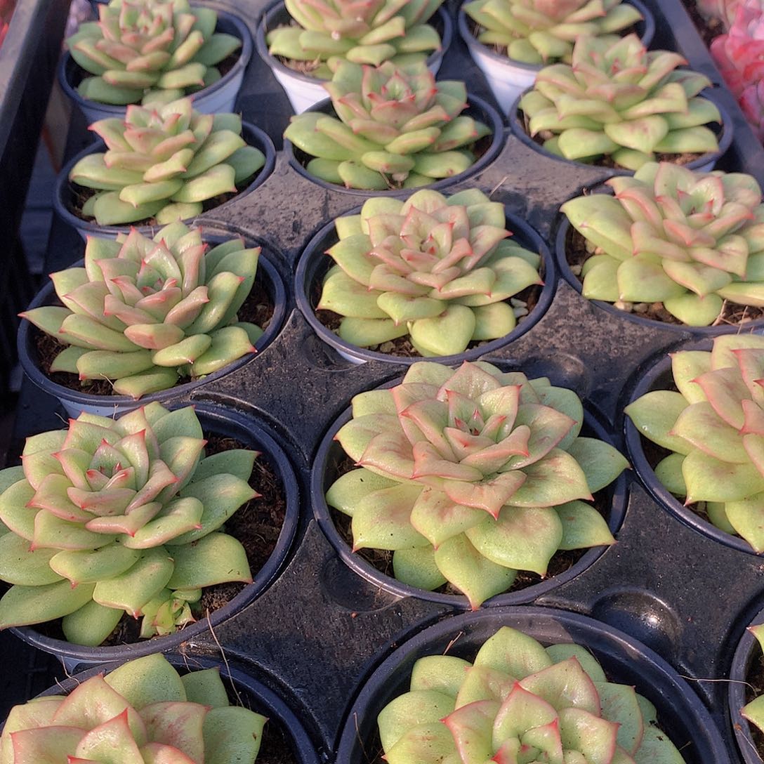 蔷薇锦356778999000