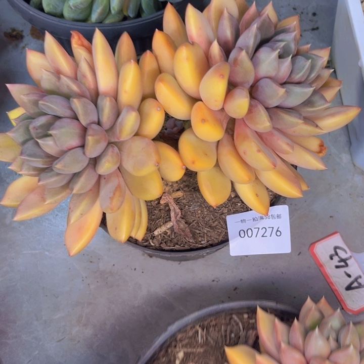 Y***N多肉一物一拍7276